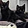 Sirus And Odin