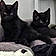 Sirus And Odin