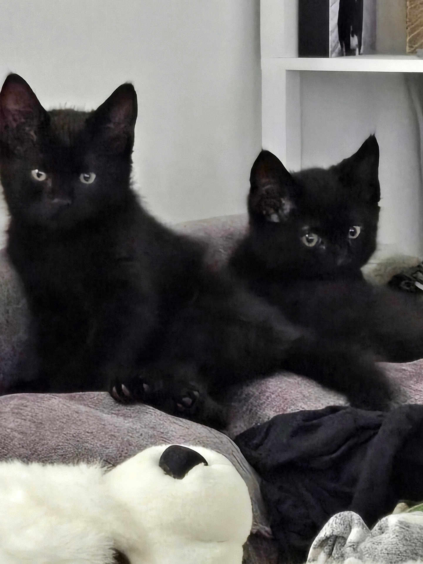 Sirus And Odin