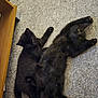 black_cat, kitten, carpet, indoor, pets, cute, animal, feline, two_animals, relaxing, stretching, fur, whiskers, playful, young_cat, domestic_cat, floor, resting, companions, pink_object