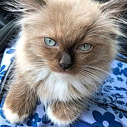 Sasha Raine joined the competition — help win amazing prizes! animal, blue_eyes, blue_flower_pattern, cat, close_up, cute, domestic_animal, fabric, face, feline, fluffy, furry, indoor, kitten, paw, pet, resting, soft, whiskers, young_cat