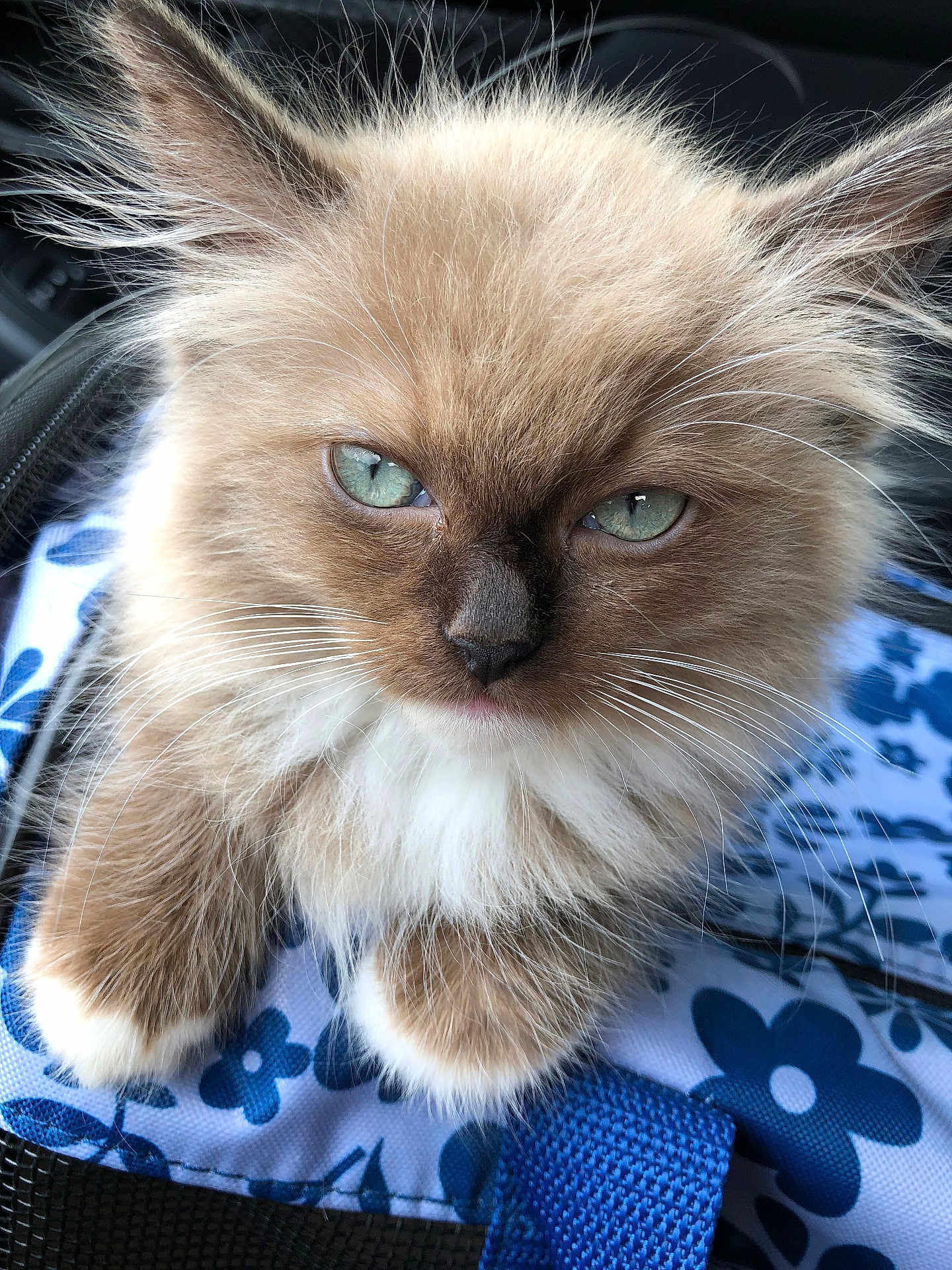 Sasha Raine joined the competition — help win amazing prizes! animal, blue_eyes, blue_flower_pattern, cat, close_up, cute, domestic_animal, fabric, face, feline, fluffy, furry, indoor, kitten, paw, pet, resting, soft, whiskers, young_cat