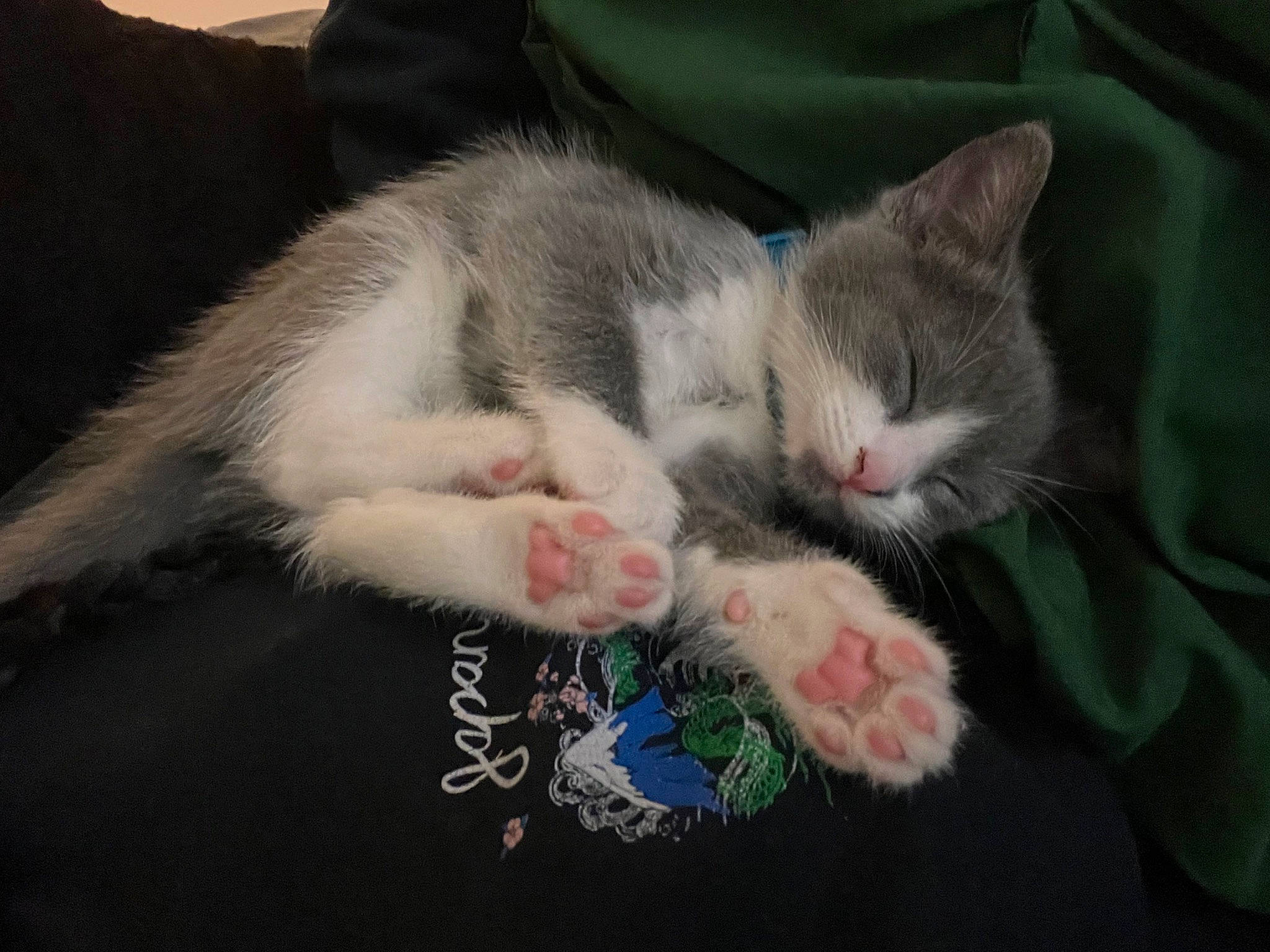 Teddy joined the competition — help win amazing prizes! canidae, carnivore, cat, claw, cloud, comfort, dog_breed, domestic_short_haired_cat, eye, felidae, fur, grey, nap, paw, photo_caption, small_to_medium_sized_cats, snout, tail, whiskers, yawn