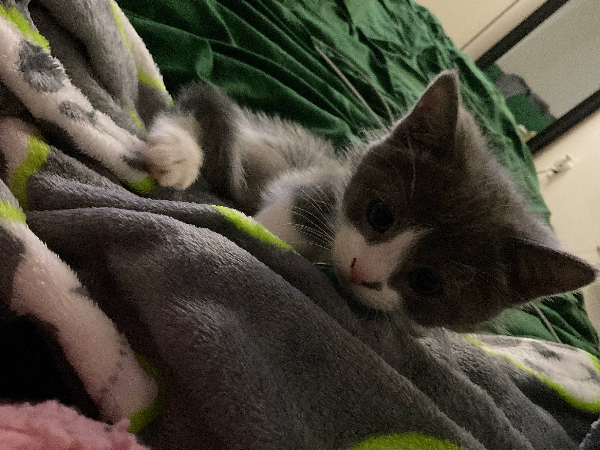 Teddy joined the competition — help win amazing prizes! carnivore, cat, claw, comfort, domestic_short_haired_cat, fawn, felidae, fur, grass, grey, linens, nap, paw, plant, small_to_medium_sized_cats, snout, tail, tree, whiskers