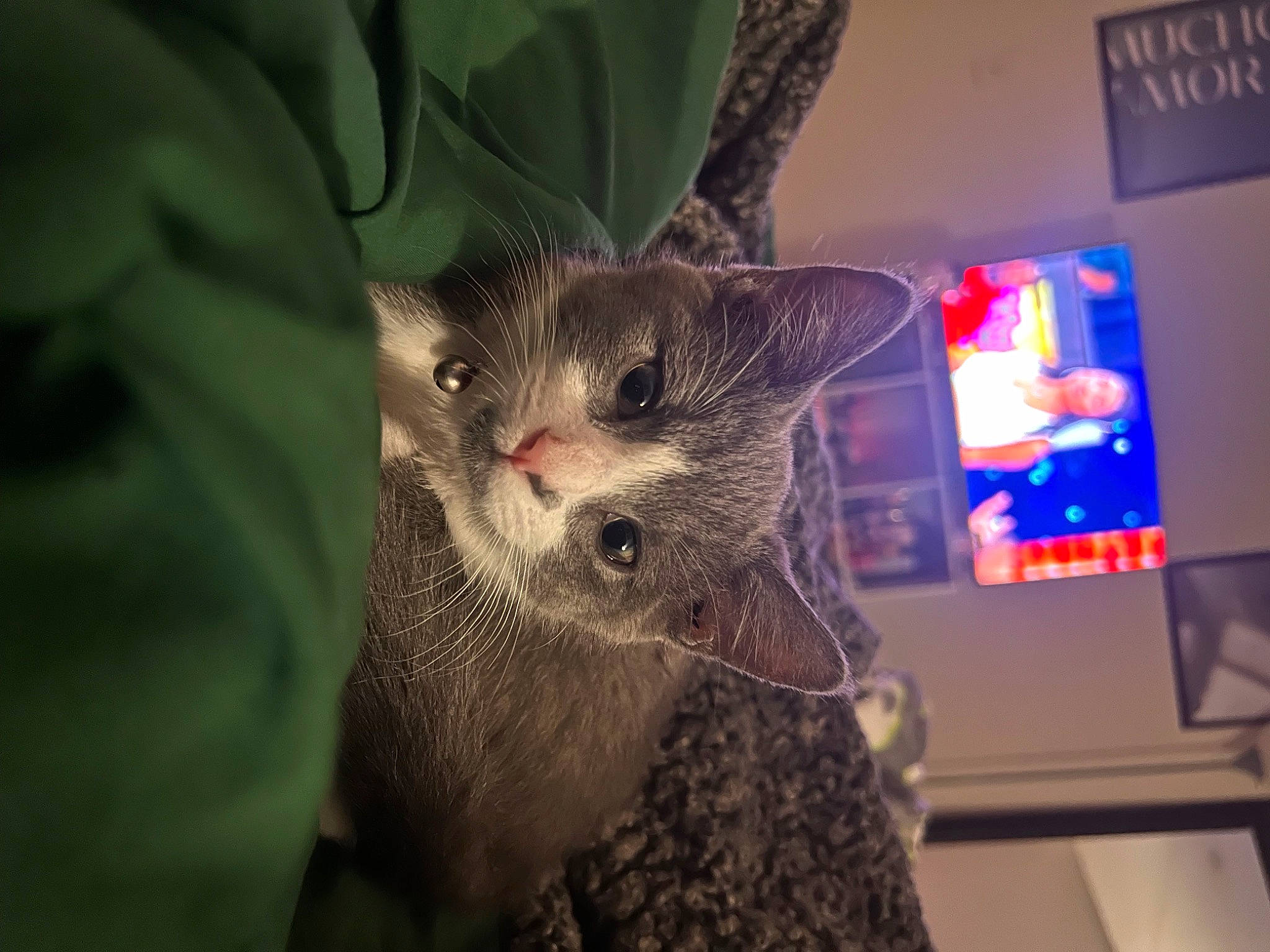 Teddy joined the competition — help win amazing prizes! carnivore, cat, claw, comfort, display_device, domestic_short_haired_cat, ear, fawn, felidae, fur, iris, lap, paw, plant, small_to_medium_sized_cats, snout, tail, tree, whiskers, wildlife