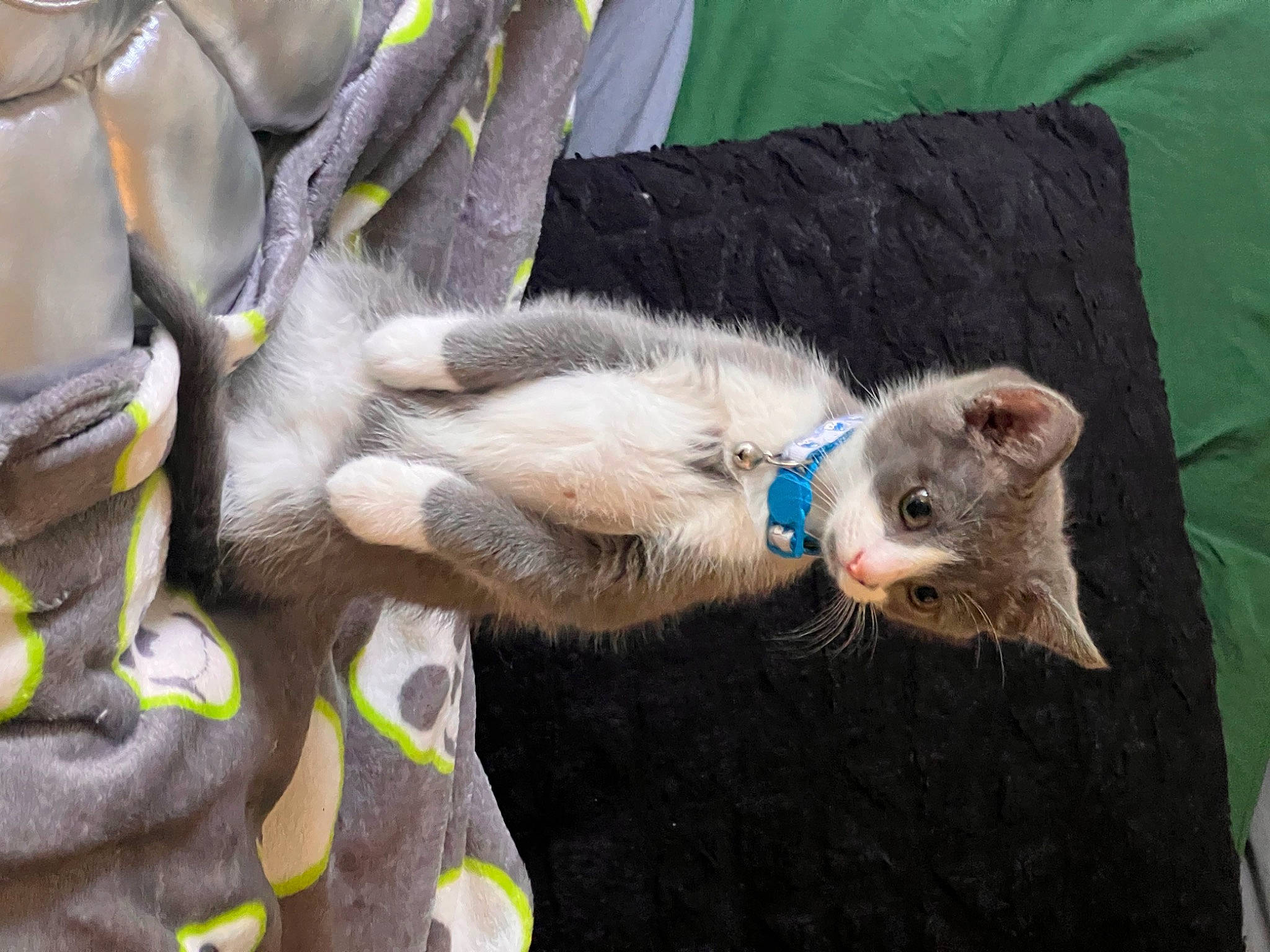 Teddy is registered to the contest to win money with this photo: canidae, carnivore, cat, claw, comfort, dog_breed, domestic_short_haired_cat, fawn, felidae, fur, grey, mammal, paw, small_to_medium_sized_cats, snout, tail, terrestrial_animal, vertebrate, whiskers, wildlife