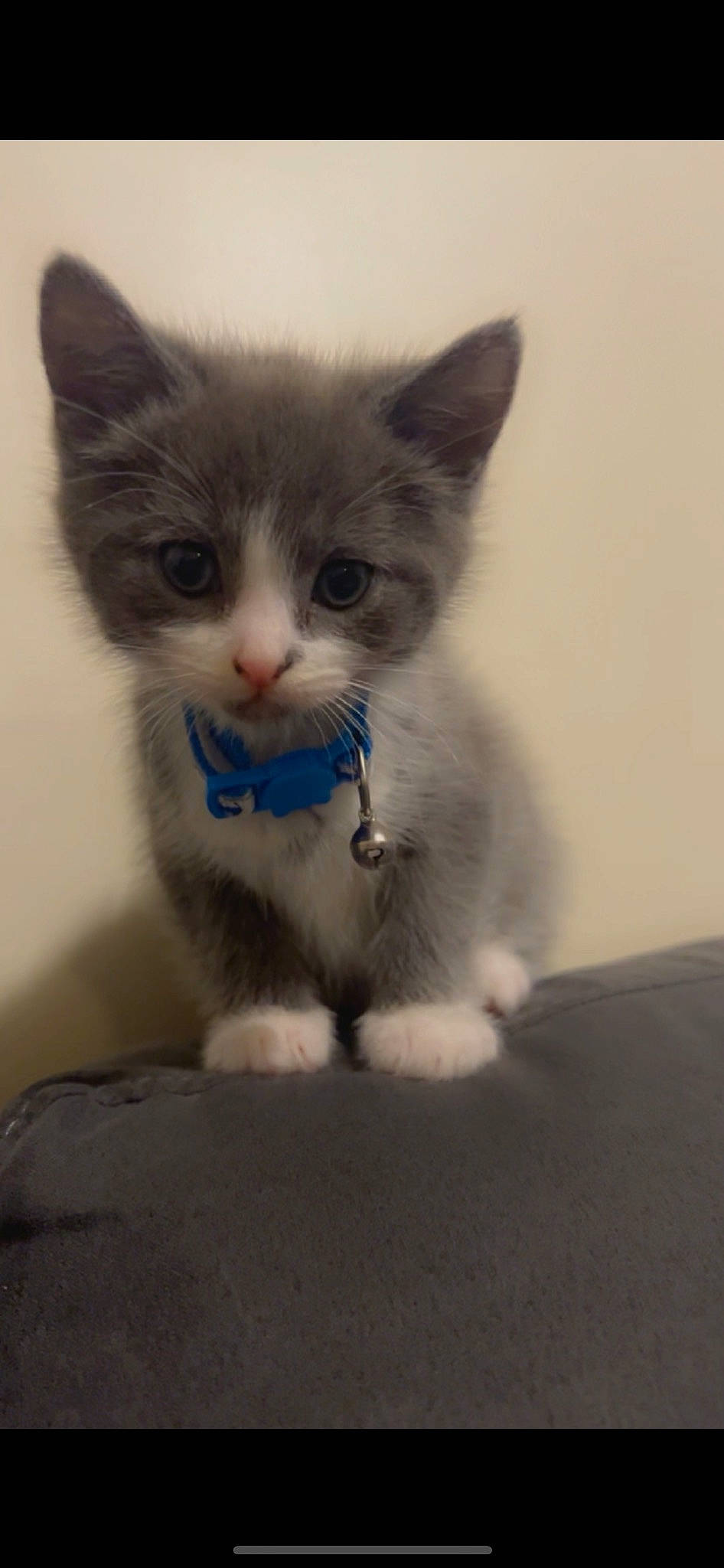 Teddy joined the competition — help win amazing prizes! carnivore, cat, claw, domestic_short_haired_cat, felidae, flooring, foot, fur, grey, iris, paw, photo_caption, small_to_medium_sized_cats, snout, tail, whiskers