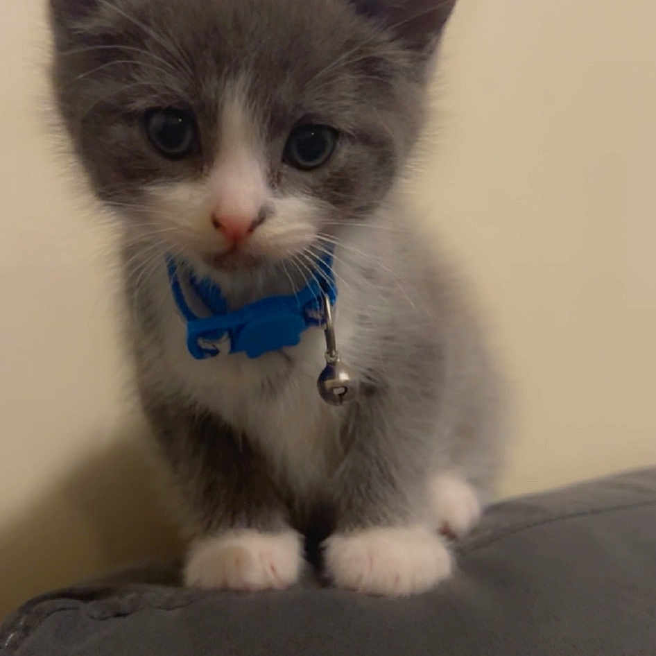 Teddy