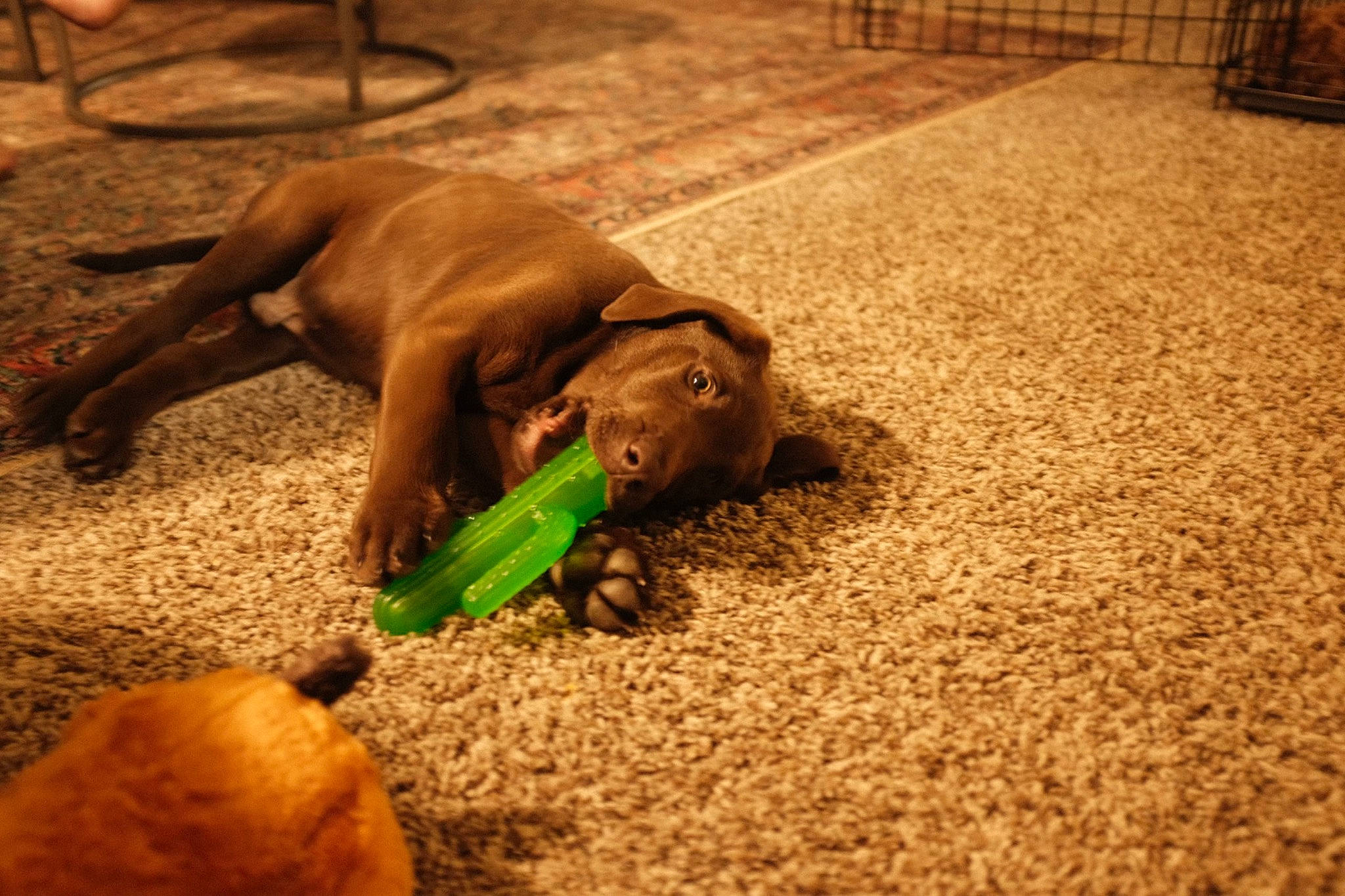 Scooby joined the competition — help win amazing prizes! companion_dog, dog, dog_breed, fawn, flooring, grass, guard_dog, hardwood, liver, mammal, sand, soil, sporting_group, terrestrial_animal, vertebrate, wildlife, wood, working_animal