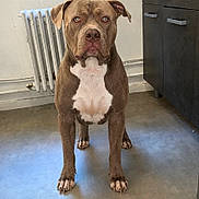 Kovu participe au concours pour gagner de l'argent avec cette photo : dog, brown_dog, pit_bull_type, standing, front_facing, portrait, white_chest, short_hair, floppy_ears, serious_expression, indoors, kitchen, radiator, cabinet, floor, full_body, pet, animal, photography, centered_composition