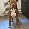 dog, brown_dog, pit_bull_type, standing, front_facing, portrait, white_chest, short_hair, floppy_ears, serious_expression, indoors, kitchen, radiator, cabinet, floor, full_body, pet, animal, photography, centered_composition