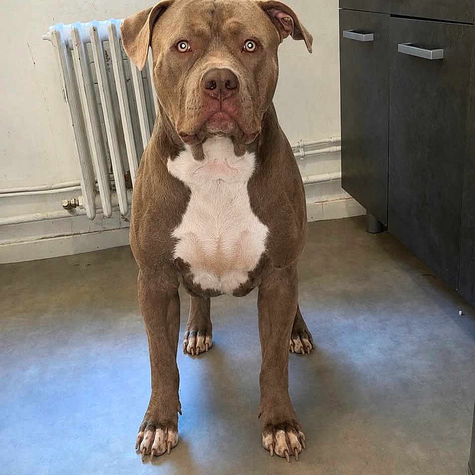Kovu