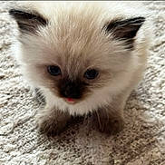 Sage joined the competition — help win amazing prizes! kitten, cat, fluffy, fur, animal, pet, cute, small, blue_eyes, carpet, texture, indoor, young, adorable, playful, whiskers, paws, face, tongue, closeup