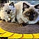 Pooka And Sage