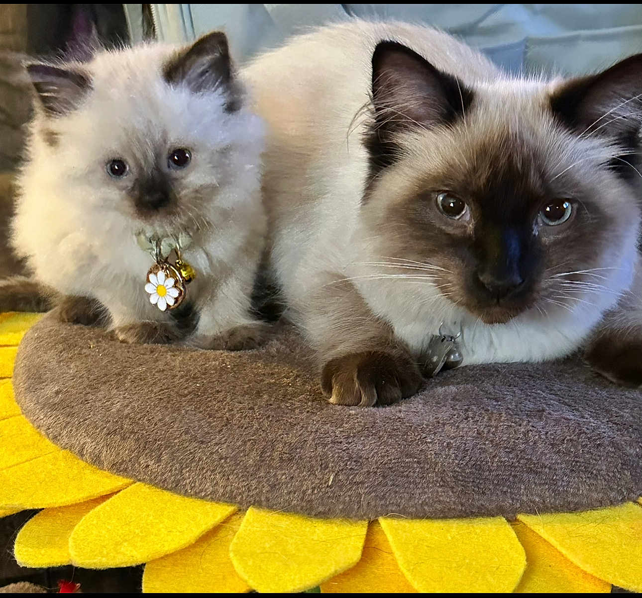 Pooka And Sage