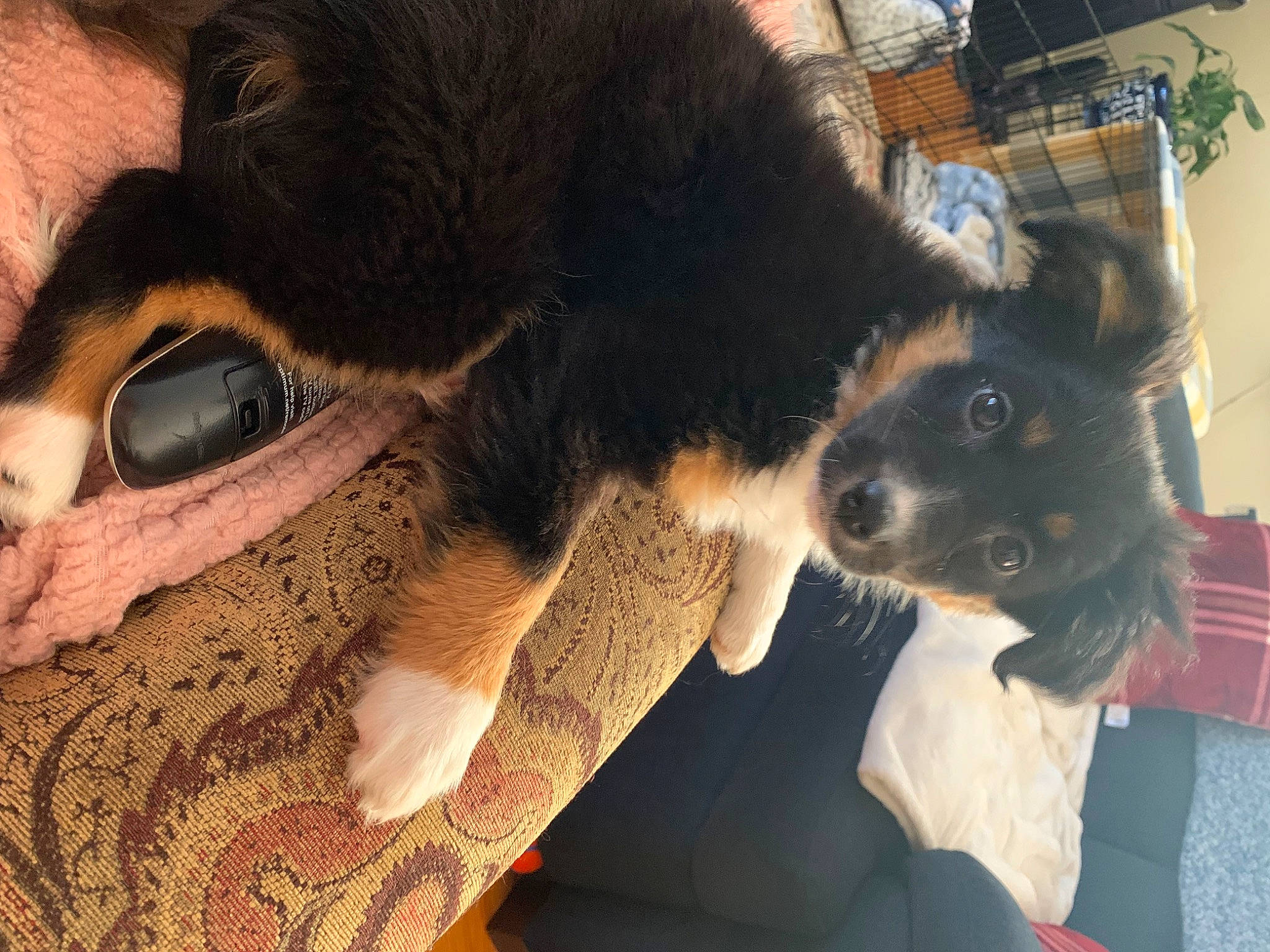 Brandy joined the competition — help win amazing prizes! canidae, carnivore, claw, companion_dog, dog, dog_breed, ear, eyelash, fawn, felidae, fur, fur_clothing, paw, small_to_medium_sized_cats, snout, sporting_group, tail, whiskers, working_animal, wrinkle