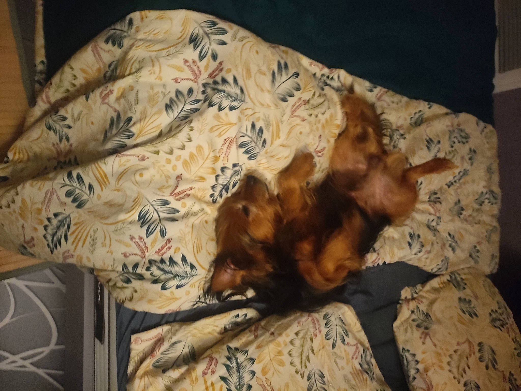 Marcus participe au concours pour gagner de l'argent avec cette photo : bed, bedding, bedtime, canidae, carnivore, comfort, companion_dog, couch, dog, dog_breed, duvet, fawn, felidae, fur, linens, small_to_medium_sized_cats, sporting_group, tail, textile, whiskers