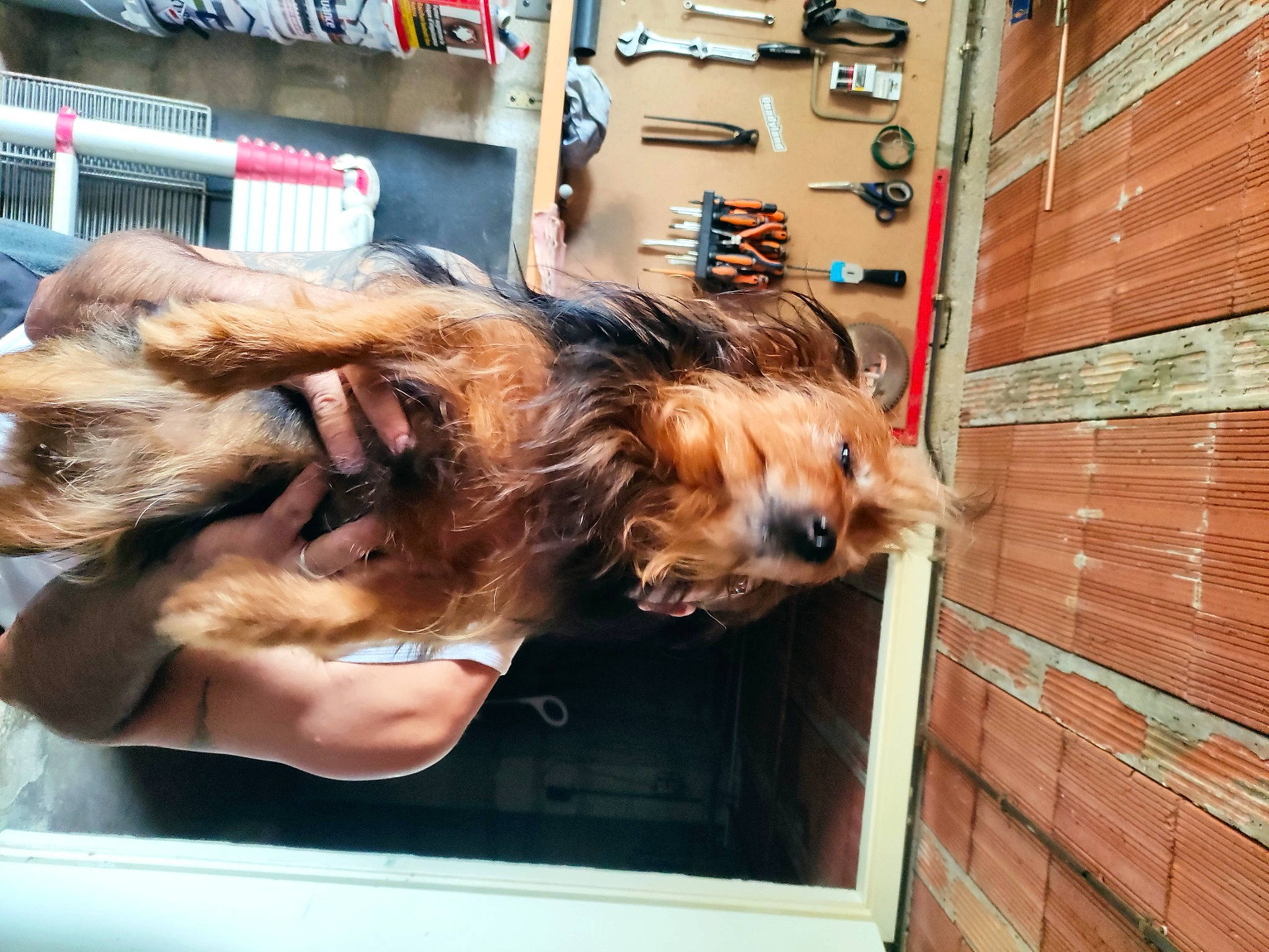 Marcus participe au concours pour gagner de l'argent avec cette photo : airedale_terrier, brick, brickwork, canidae, carnivore, companion_dog, dog, dog_breed, fawn, felidae, fur, liver, small_terrier, sporting_group, street_dog, terrier, welsh_terrier, wood, working_animal, working_terrier