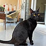 black_cat, cat, animal, pet, indoor, sitting, yellow_eyes, fur, whiskers, tail, floor, blurred_background, plant, chair, furniture, window, door, domestic, quiet, calm