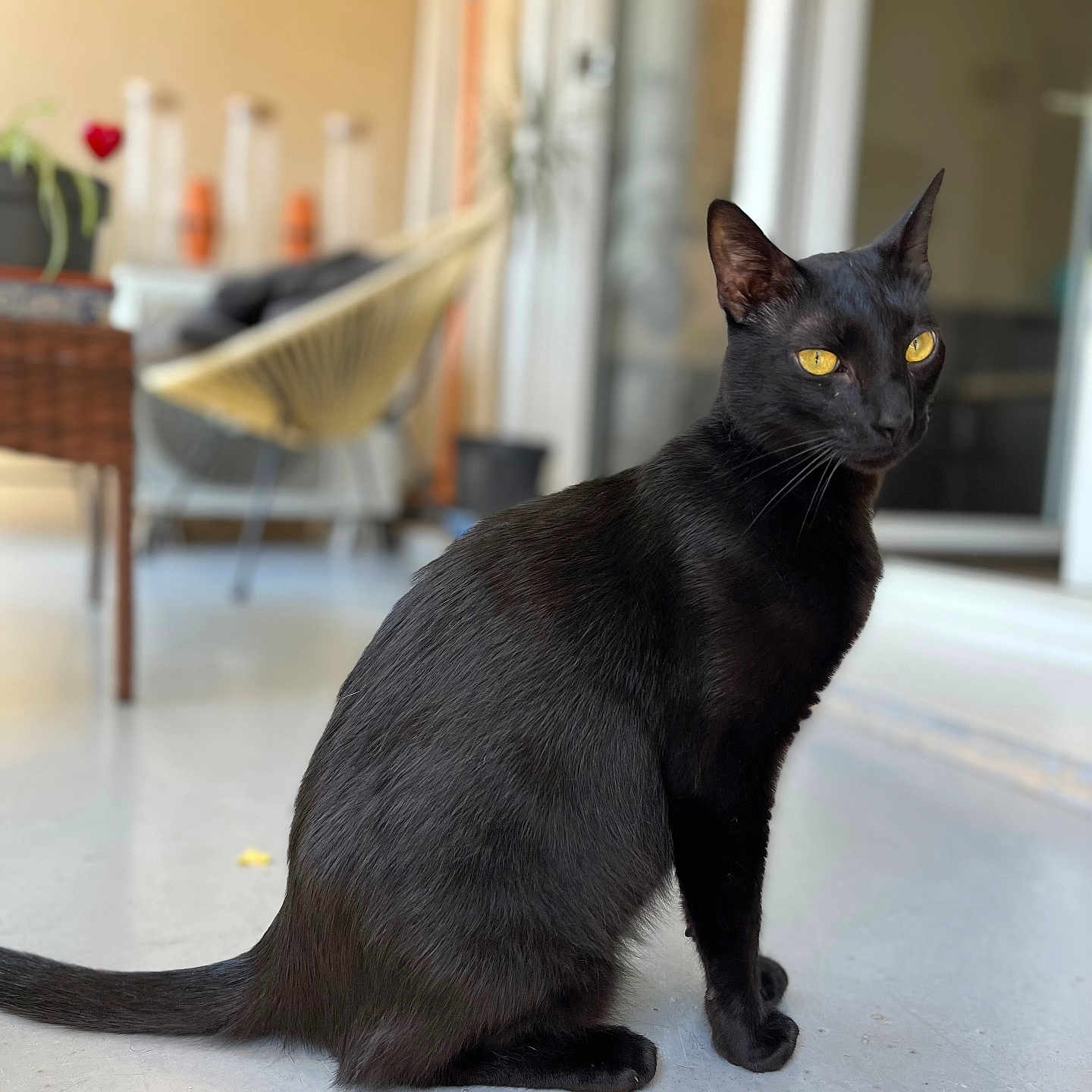 Hylton participe au concours pour gagner de l'argent avec cette photo : animal, black_cat, blurred_background, calm, cat, chair, domestic, door, floor, fur, furniture, indoor, pet, plant, quiet, sitting, tail, whiskers, window, yellow_eyes