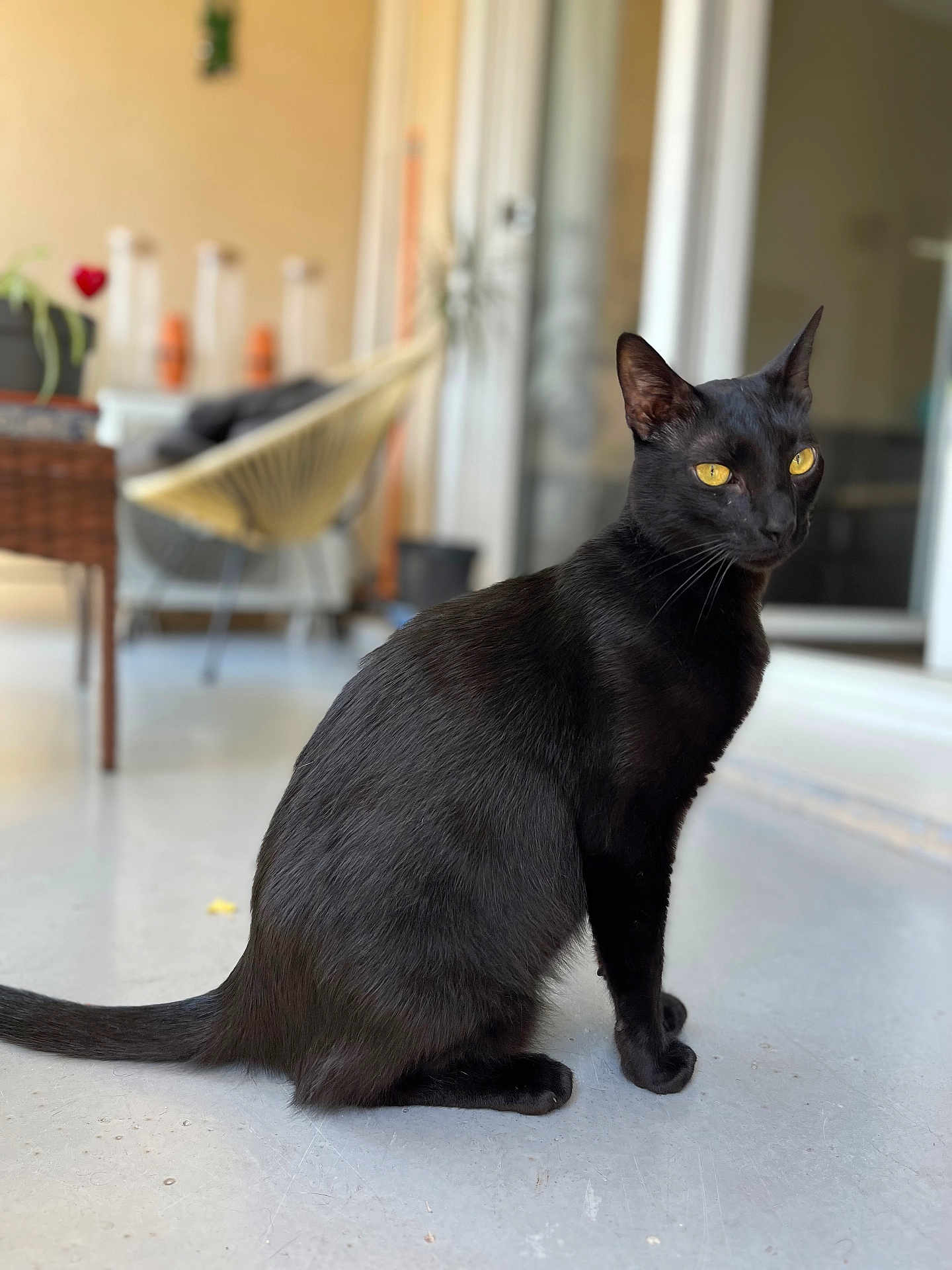 Hylton participe au concours pour gagner de l'argent avec cette photo : black_cat, cat, animal, pet, indoor, sitting, yellow_eyes, fur, whiskers, tail, floor, blurred_background, plant, chair, furniture, window, door, domestic, quiet, calm