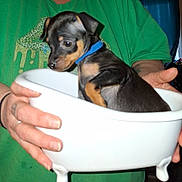Kayce is registered to the contest to win money with this photo: puppy, dog, small_bathtub, person, green_shirt, blue_collar, indoor, hands, pet, cute, animal, curious, holding, furniture, black_and_tan, bath, container, domestic, young, closeup