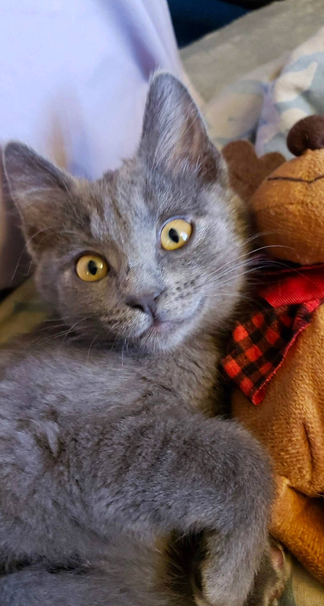 Karen joined the competition — help win amazing prizes! carnivore, cat, claw, close_up, comfort, domestic_short_haired_cat, felidae, fur, grey, paw, russian_blue, small_to_medium_sized_cats, snout, tail, whiskers