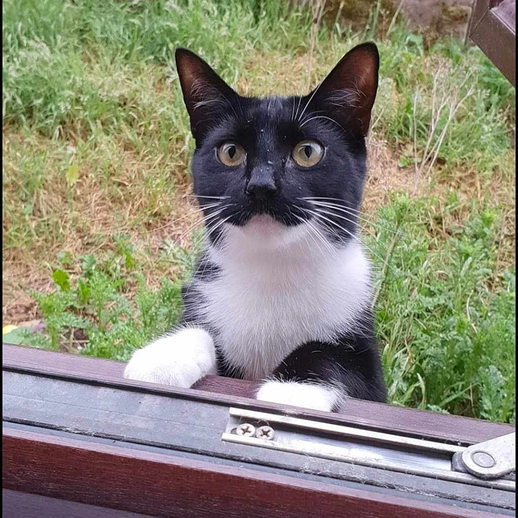 Sculley is registered to the contest to win money with this photo: animal, architecture, blackcat, building, cat, grass, herbal, herbs, jar, kitten, manx, outdoors, pet, plant, planter, pottedplant, shelter, vegetation, window, windowsill
