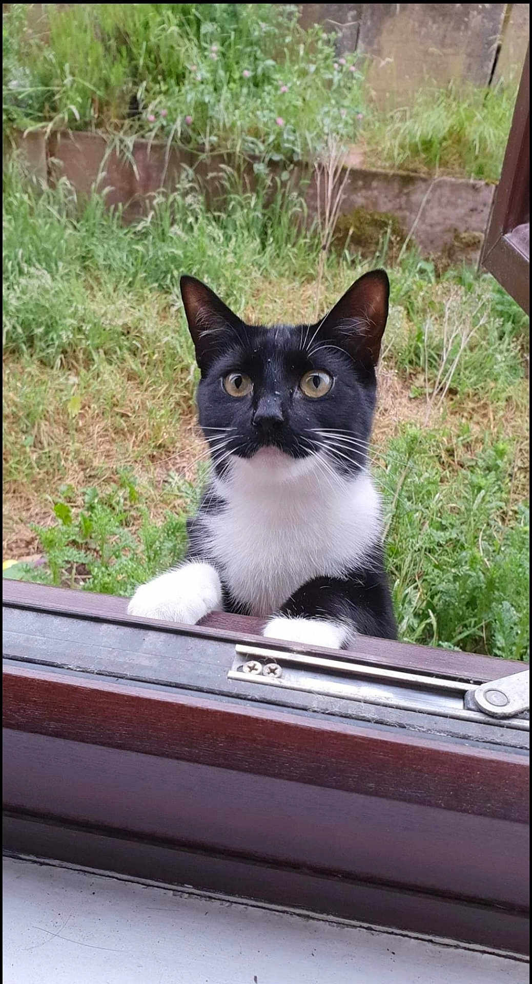 Sculley is registered to the contest to win money with this photo: animal, architecture, blackcat, building, cat, grass, herbal, herbs, jar, kitten, manx, outdoors, pet, plant, planter, pottedplant, shelter, vegetation, window, windowsill