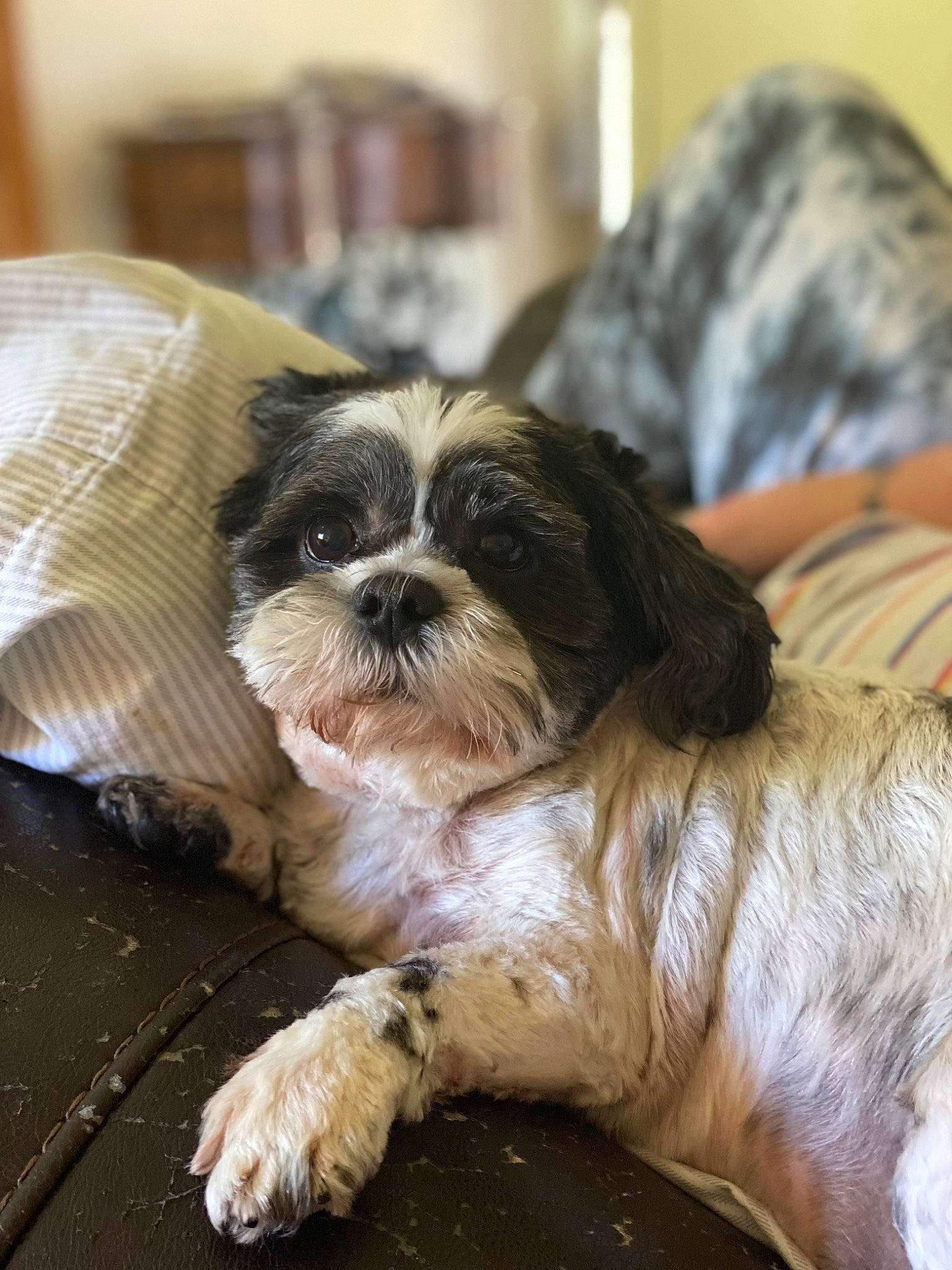 Max joined the competition — help win amazing prizes! canidae, carnivore, comfort, companion_dog, dog, dog_breed, fawn, fur, liver, maltepoo, recipe, shih_poo, shih_tzu, small_terrier, snout, sporting_group, terrestrial_animal, terrier, toy_dog, working_animal