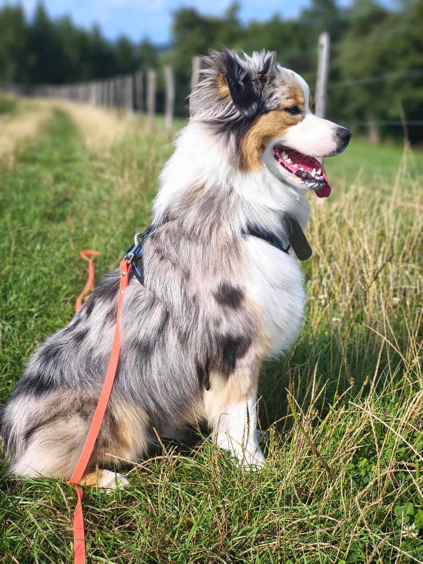 Taïko participe au concours pour gagner de l'argent avec cette photo : dog, australian_shepherd, merle_coat, sitting, grass, leash, outdoor, fence, happy, tongue_out, nature, sunny, pet, canine, animal, fur, side_view, daytime, field, blue_sky