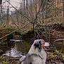 Taïko a rejoint le concours — aidez-le/la à gagner de superbes lots ! dog, australian_shepherd, forest, stream, water, trees, moss, leaves, outdoor, nature, animal, pet, canine, fur, sitting, calm, daylight, landscape, branch, smile