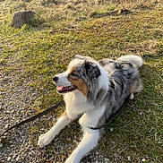 Taïko participe au concours pour gagner de l'argent avec cette photo : dog, australian_shepherd, outdoor, grass, gravel, fence, pet, canine, animal, leash, nature, sunlight, looking_away, resting, happy, fur, ears, muzzle, tail, ground