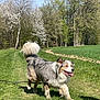 Taïko a rejoint le concours — aidez-le/la à gagner de superbes lots ! dog, australian_shepherd, grass, path, trees, spring, blossoms, outdoor, sunny, nature, happy, tongue_out, fluffy_tail, walking, canine, animal, pet, greenery, blue_sky, daytime