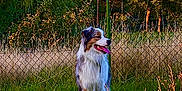 Taïko participe au concours pour gagner de l'argent avec cette photo : dog, australian_shepherd, grass, field, outdoor, nature, greenery, fence, sunlight, tongue_out, pet, animal, canine, summer, tree, plant, happy, standing, portrait, daytime