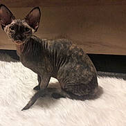 Ollie participe au concours pour gagner de l'argent avec cette photo : carnivore, cat, cornish_rex, devon_rex, donskoy, felidae, german_rex, kitten, mammal, oriental_shorthair, peterbald, rex_cat, small_to_medium_sized_cats, sphynx, vertebrate, whiskers