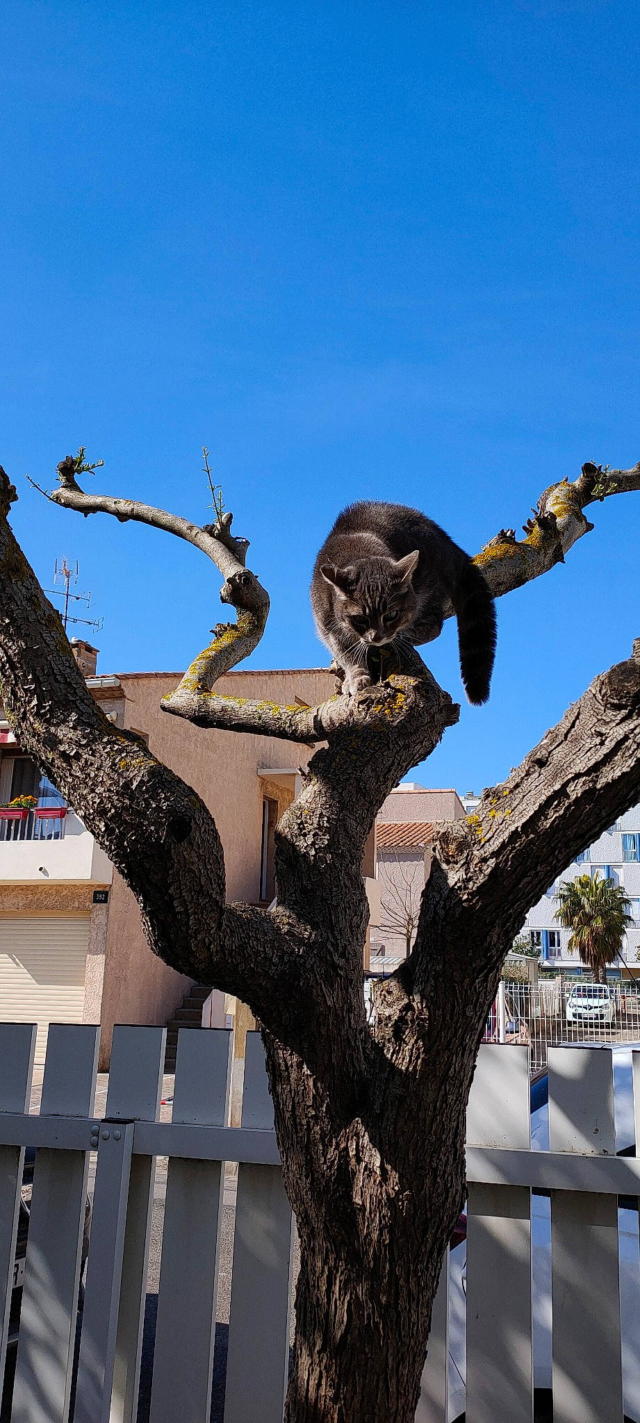 Rubis participe au concours pour gagner de l'argent avec cette photo : art, branch, building, felidae, plant, sky, tail, terrestrial_animal, tree, trunk, twig, wildlife, window, wood, woody_plant