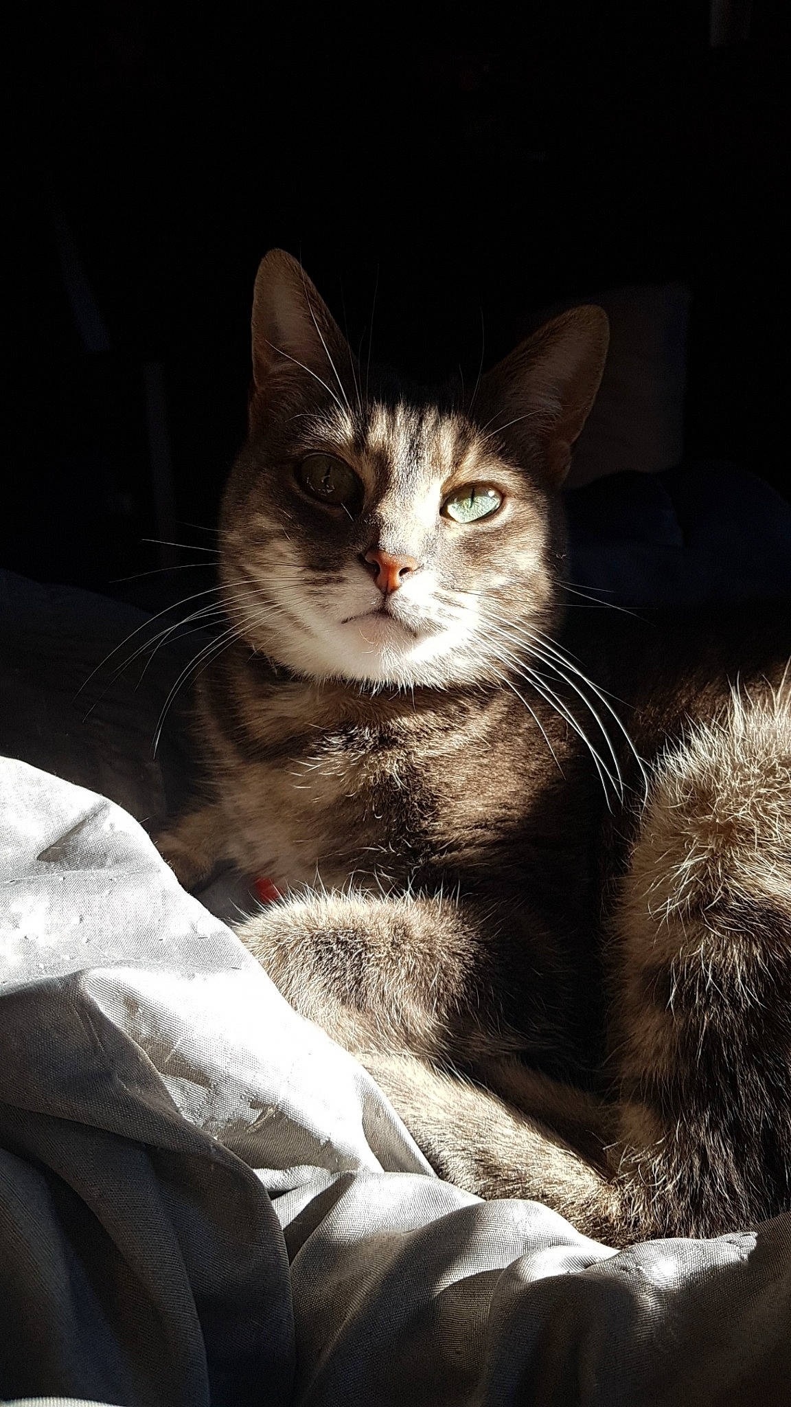 Rubis a rejoint le concours — aidez-le/la à gagner de superbes lots ! carnivore, cat, claw, comfort, darkness, domestic_short_haired_cat, felidae, fur, monochrome, monochrome_photography, paw, sitting, small_to_medium_sized_cats, tail, whiskers