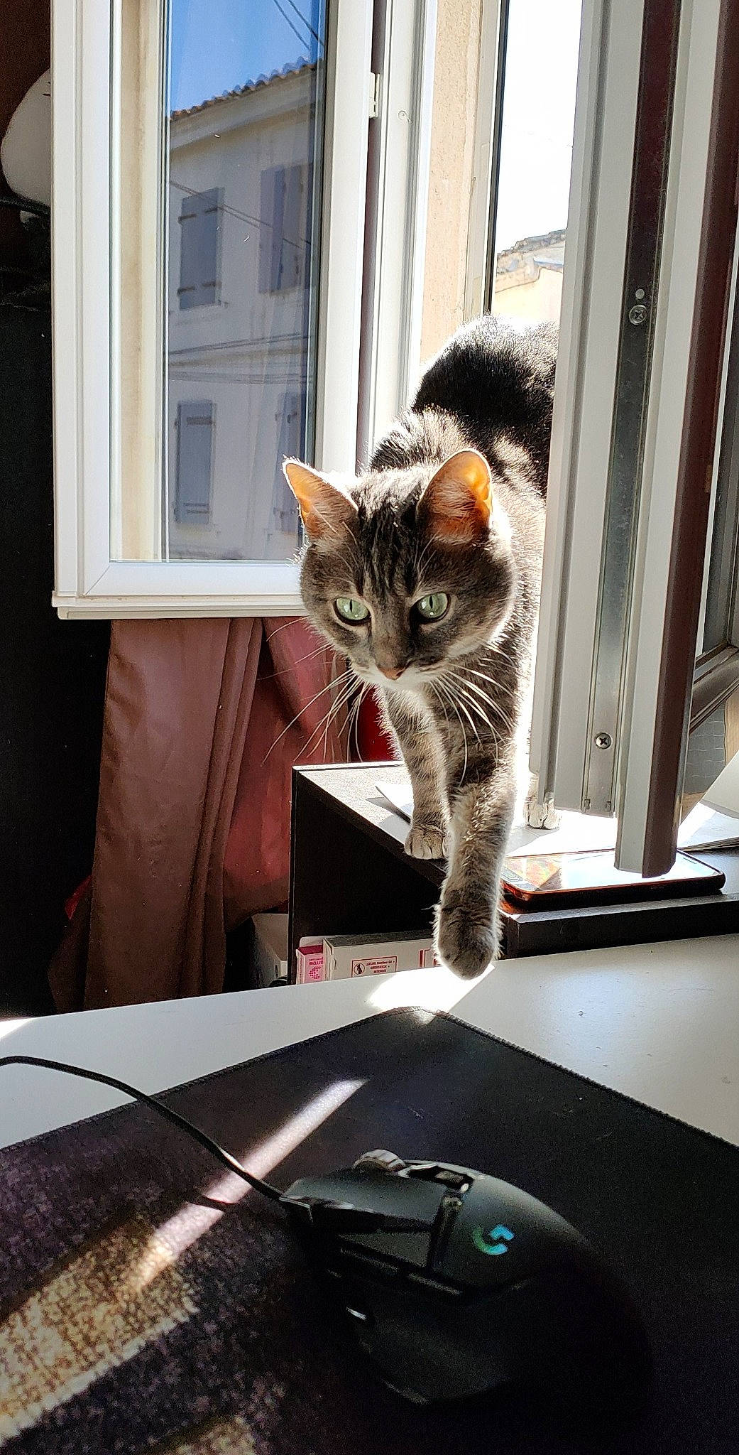 Rubis a rejoint le concours — aidez-le/la à gagner de superbes lots ! cable, carnivore, cat, computer_hardware, domestic_short_haired_cat, door, felidae, fur, gadget, grey, input_device, mouse, peripheral, small_to_medium_sized_cats, snout, tail, whiskers, window, wire, wood