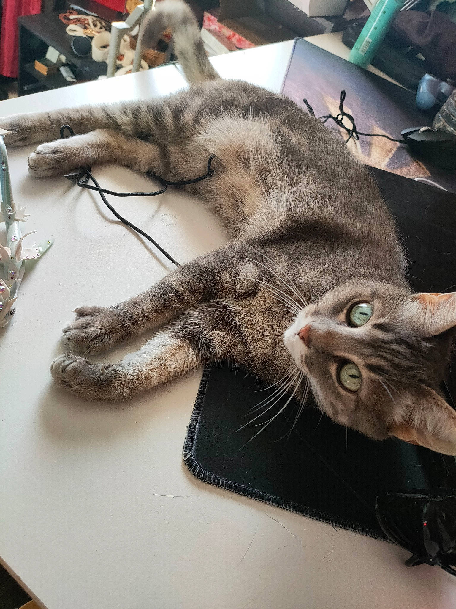Rubis participe au concours pour gagner de l'argent avec cette photo : carnivore, cat, claw, comfort, desk, domestic_short_haired_cat, engineering, felidae, fur, metal, paw, small_to_medium_sized_cats, snout, table, tail, whiskers