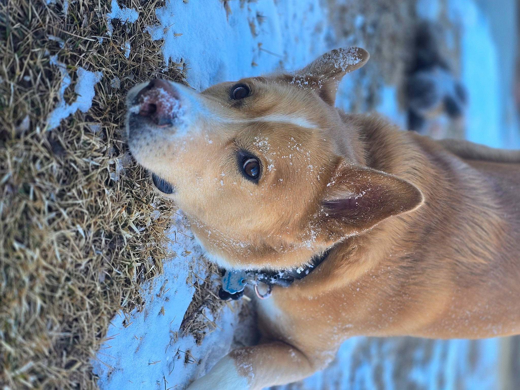 Thor joined the competition — help win amazing prizes! ancient_dog_breeds, canidae, carnivore, collar, companion_dog, dog, dog_breed, dog_collar, fawn, fur, non_sporting_group, puppy, snout, sporting_group, twig, whiskers, wildlife, winter, working_animal