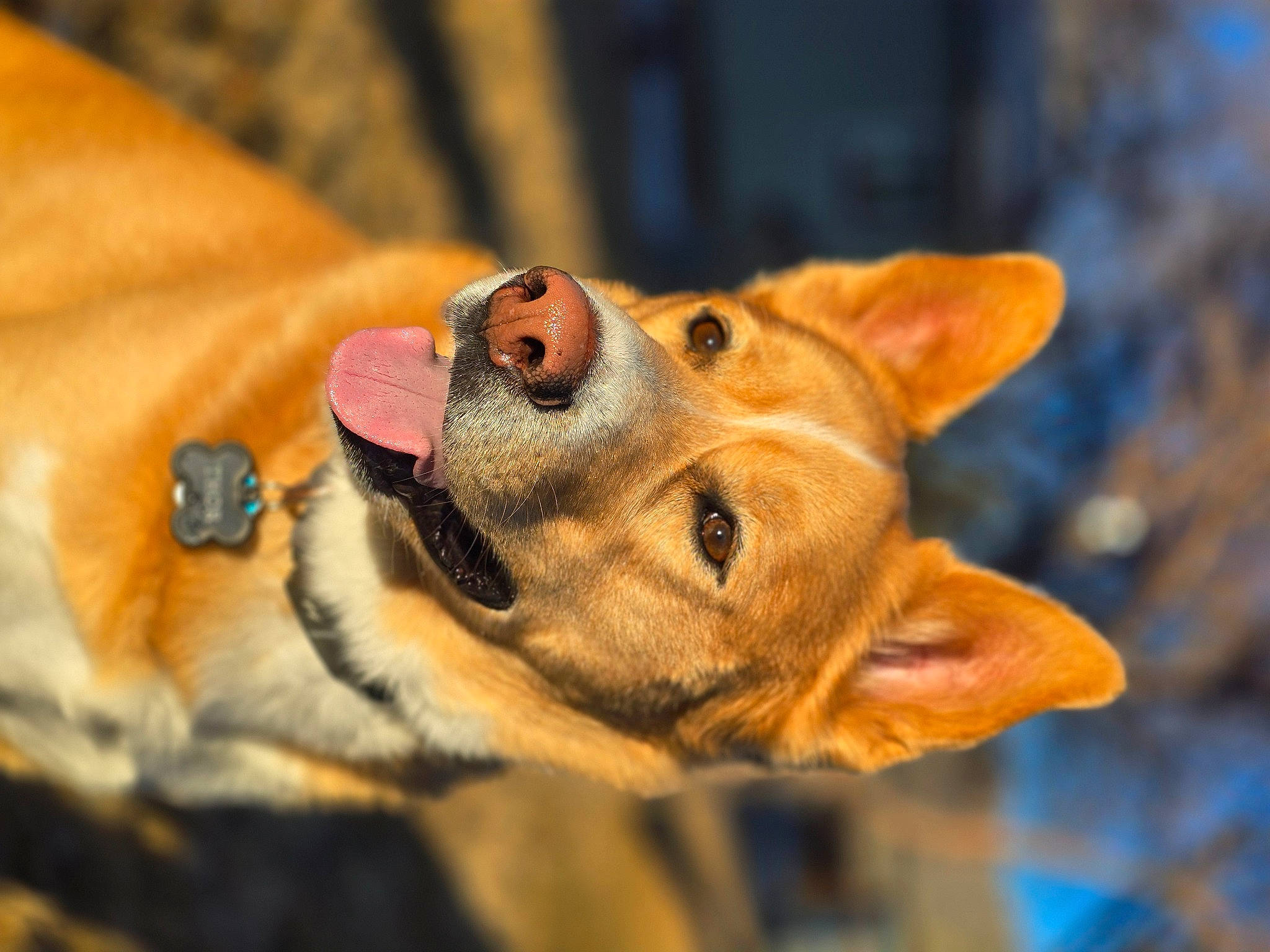 Thor is registered to the contest to win money with this photo: canidae, carnivore, companion_dog, dog, dog_breed, ear, eye, fawn, fur, head, liver, snout, sporting_group, terrestrial_animal, whiskers, wildlife, wood, working_animal, wrinkle