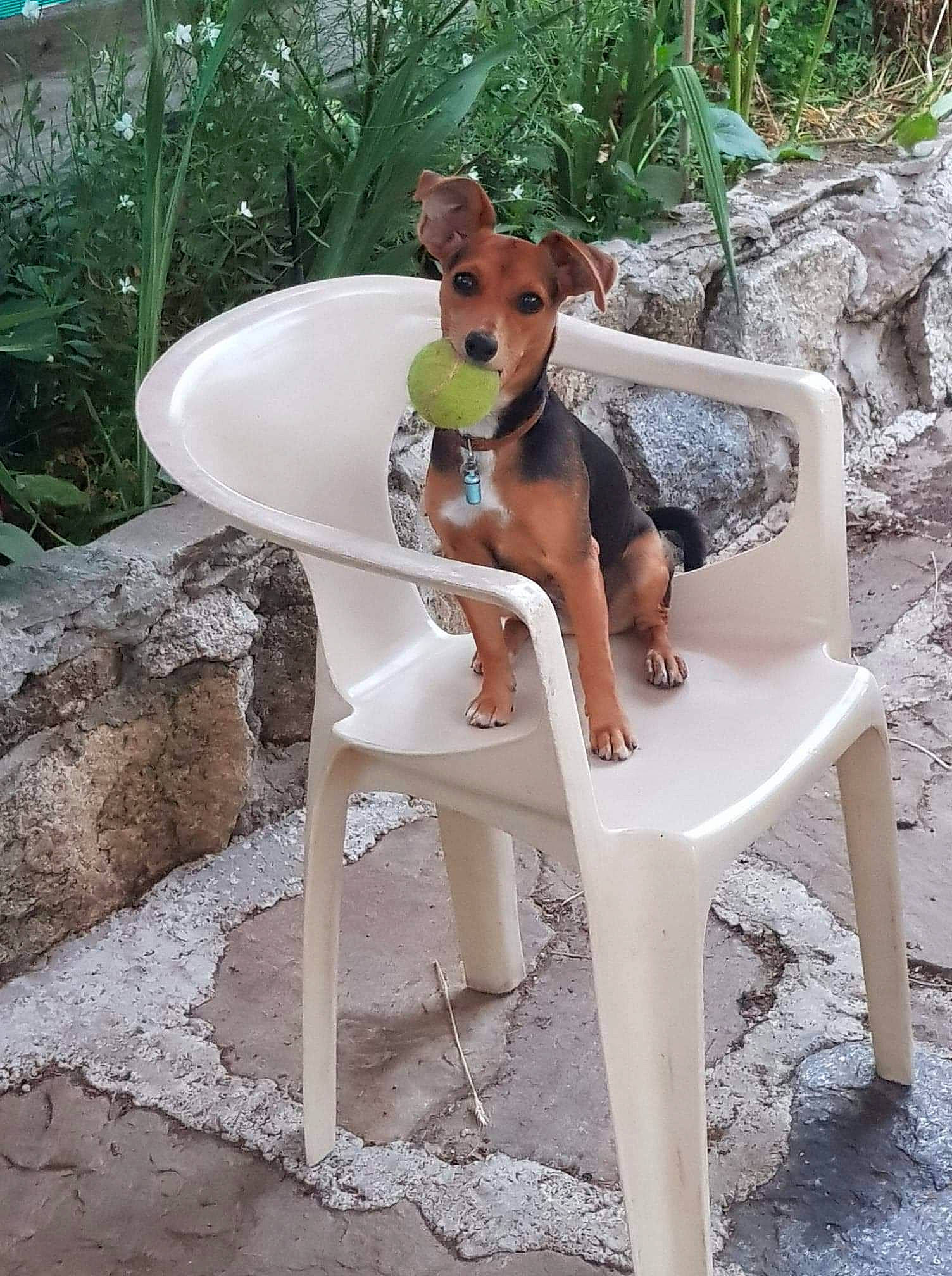 Polly a rejoint le concours — aidez-le/la à gagner de superbes lots ! canidae, carnivore, collar, companion_dog, dog, dog_breed, dog_supply, fawn, hound, liver, mammal, non_sporting_group, snout, sporting_group, tail, tan, working_animal, working_dog