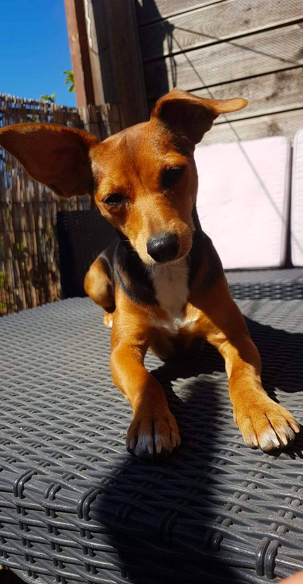 Polly a rejoint le concours — aidez-le/la à gagner de superbes lots ! brown, canidae, carnivore, companion_dog, dog, dog_breed, fawn, floor, flooring, hunting_dog, liver, mammal, paw, pinscher, snout, sporting_group, tail, tan, whiskers, working_animal