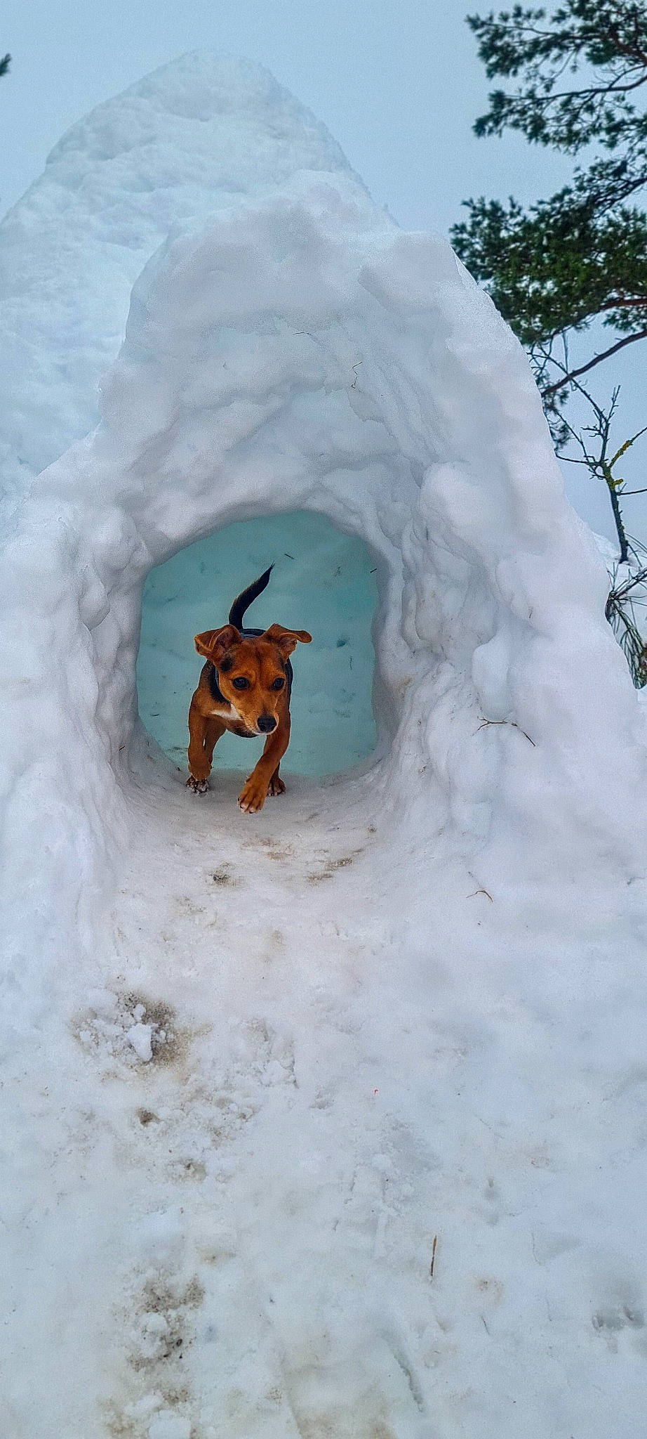 Polly a rejoint le concours — aidez-le/la à gagner de superbes lots ! canidae, carnivore, companion_dog, dog, dog_breed, dog_supply, fawn, freezing, geological_phenomenon, hunting_dog, ice, ice_cap, liver, mammal, precipitation, snout, snow, sporting_group, tail, winter