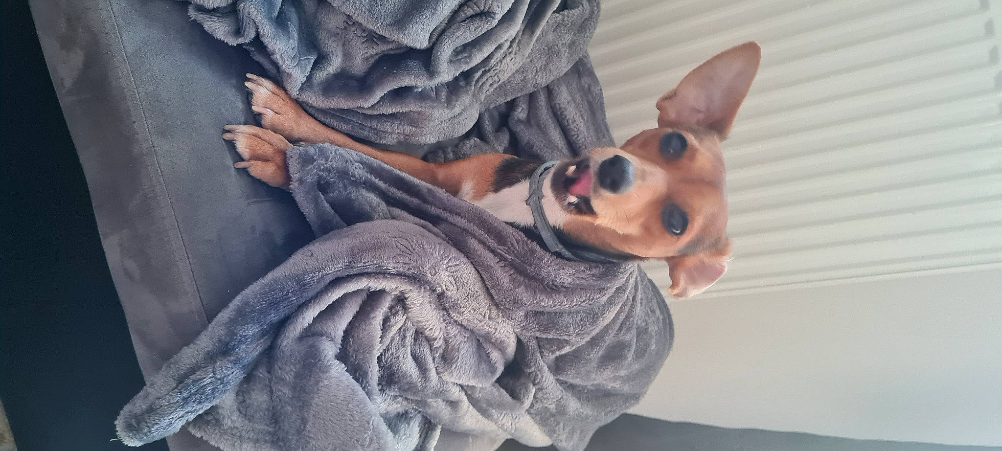 Polly participe au concours pour gagner de l'argent avec cette photo : canidae, carnivore, chihuahua, collar, comfort, companion_dog, dog, dog_breed, dog_clothes, dog_supply, fawn, fur, hunting_dog, non_sporting_group, pet_supply, snout, sporting_group, toy_dog, vertebrate, whiskers