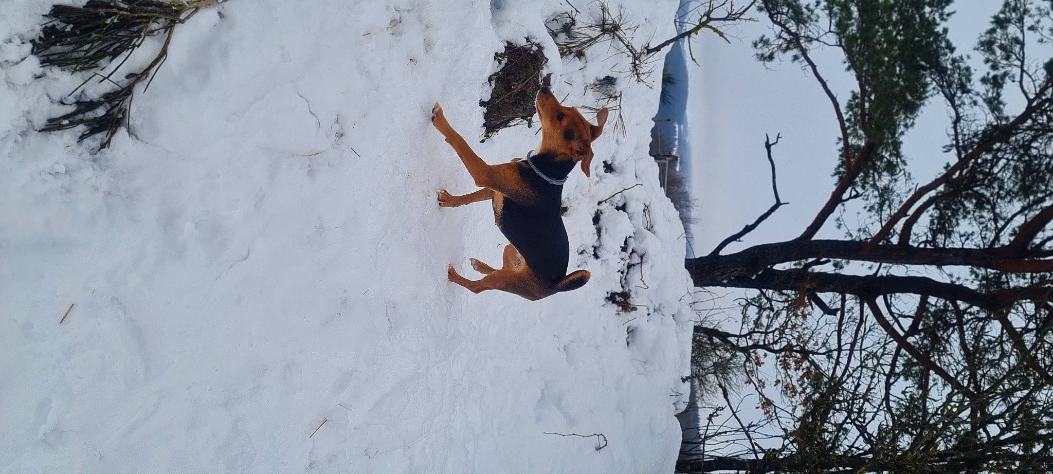 Polly participe au concours pour gagner de l'argent avec cette photo : branch, canidae, carnivore, companion_dog, dog, dog_breed, freezing, hound, hunting_dog, liver, precipitation, snow, sporting_group, tail, twig, vertebrate, working_dog