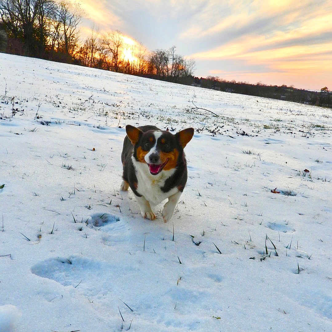 Raya is registered to the contest to win money with this photo: dog, snow, field, sunset, sky, trees, outdoor, nature, happy, canine, winter, landscape, grass, animal, sunlight, scenery, pet, playful, cold, daytime
