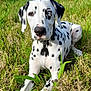 Luji participe au concours pour gagner de l'argent avec cette photo : animal, blue_sky, canine, clouds, dalmatian, dog, ears, field, grass, greenery, heterochromia, lying_down, muzzle, nature, outdoor, pet, relaxed, spotted, summer, sunlight