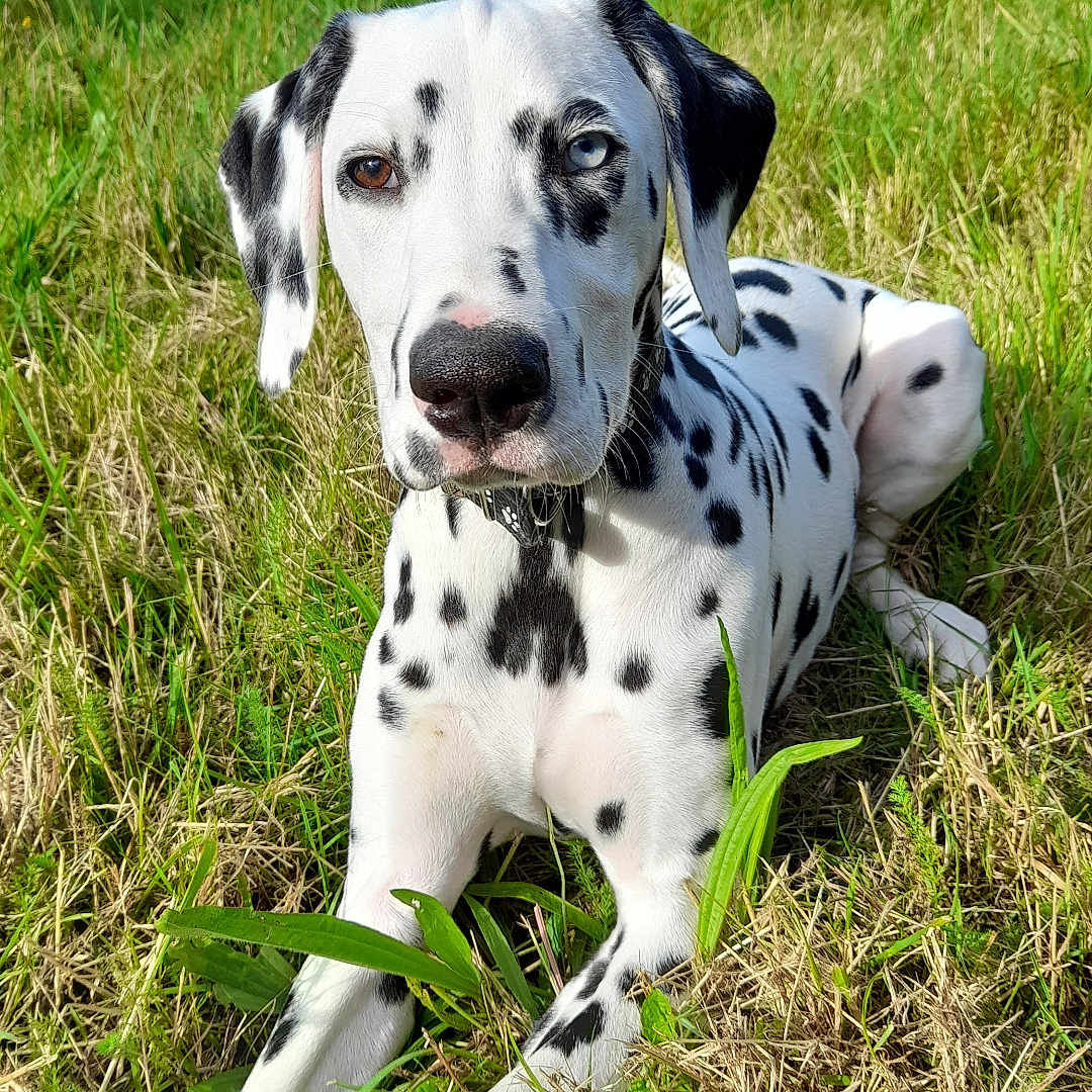 Luji participe au concours pour gagner de l'argent avec cette photo : animal, blue_sky, canine, clouds, dalmatian, dog, ears, field, grass, greenery, heterochromia, lying_down, muzzle, nature, outdoor, pet, relaxed, spotted, summer, sunlight